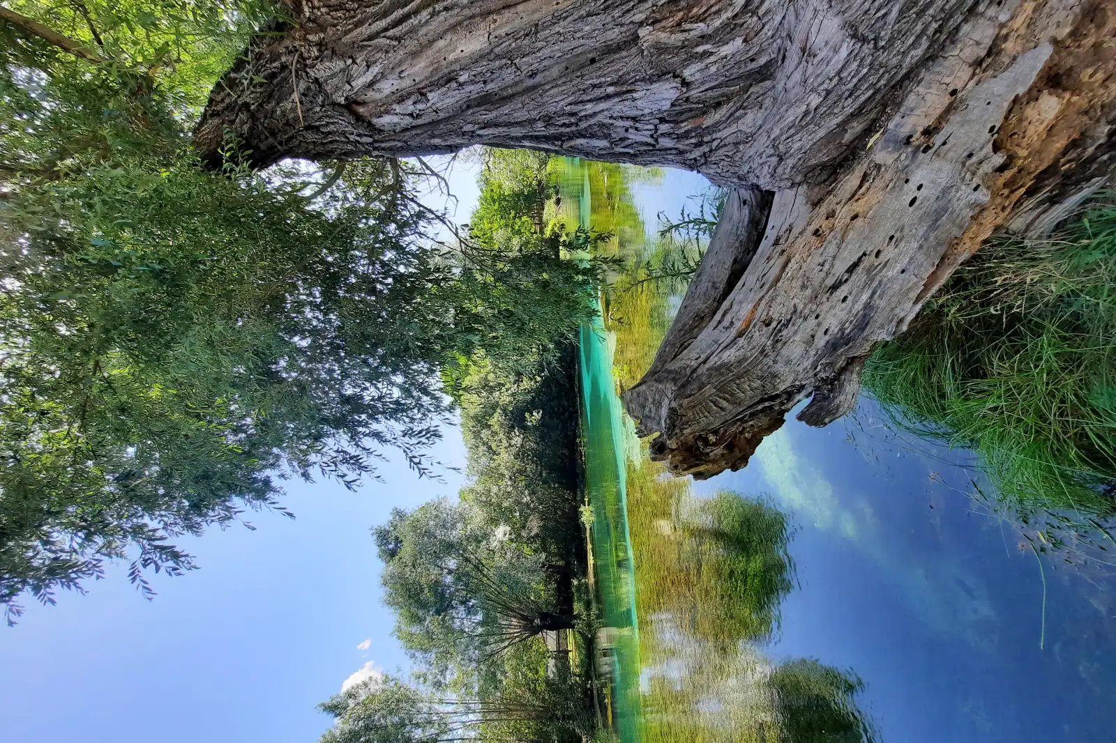 Le acque trasparenti del fiume Tirino nei pressi di Capestrano, con la vegetazione delle sponde